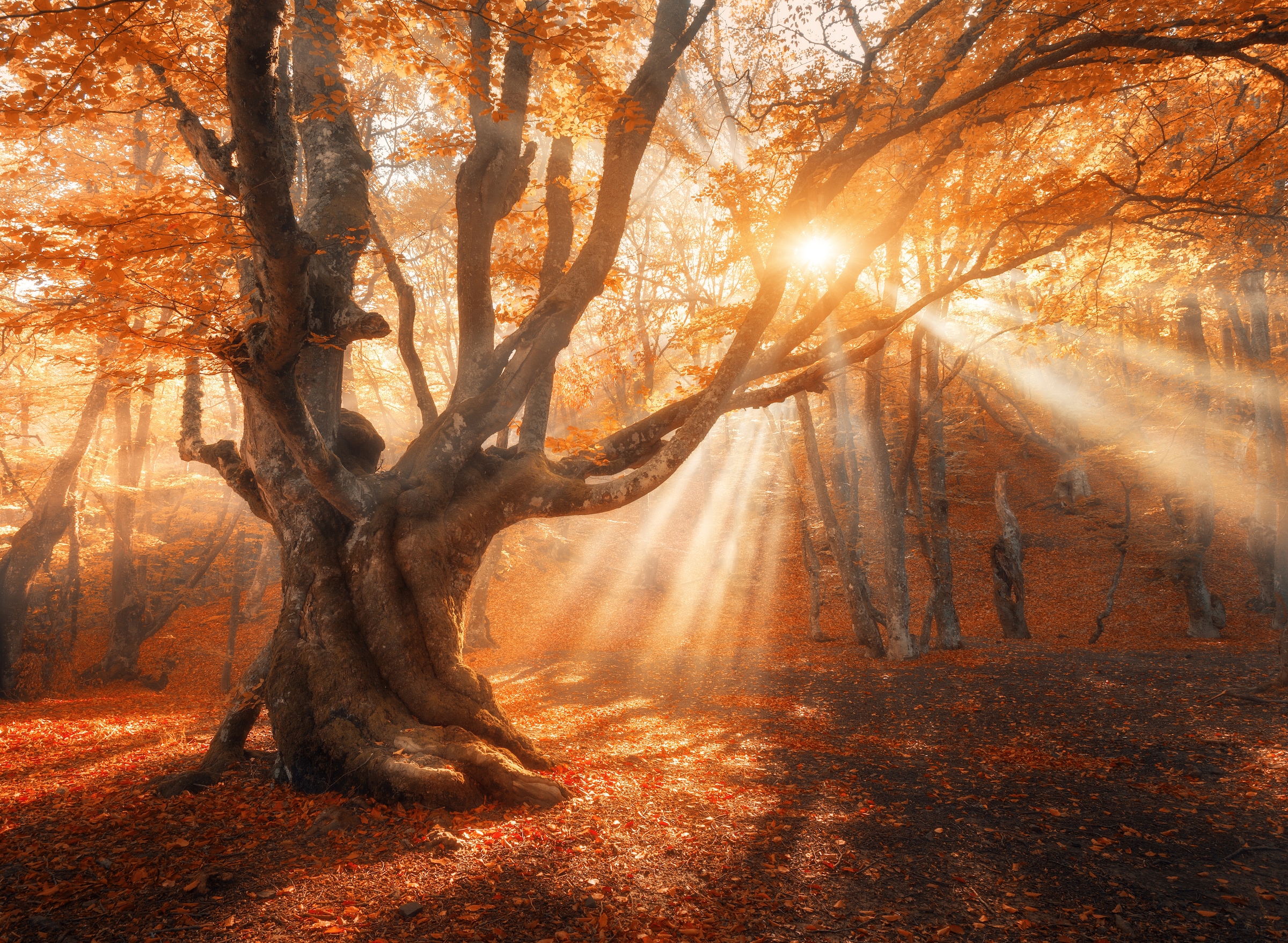 Papermoon Fototapete »Magical Old Tree« glatt günstig online kaufen
