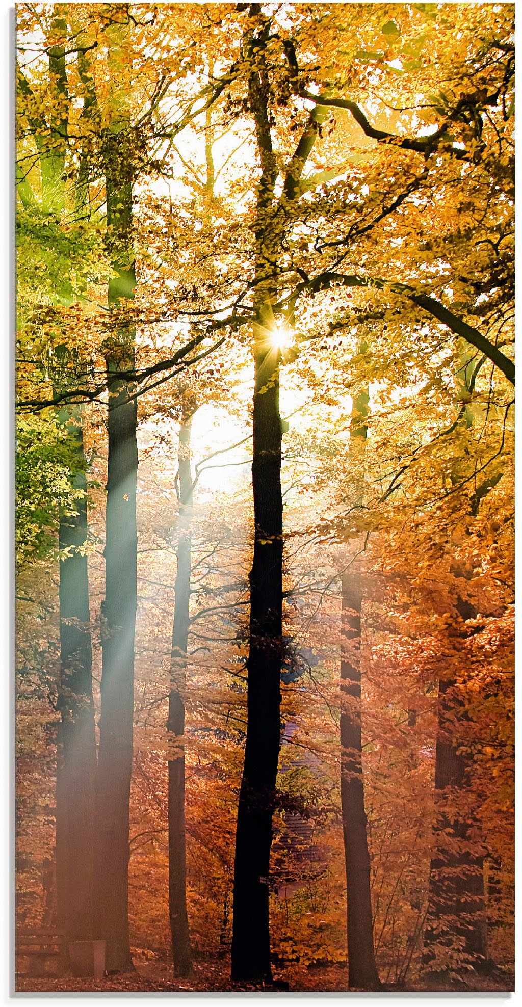 Artland Glasbild »Schöner Herbsttag 2«, Wald, (1 St.), in verschiedenen Grö günstig online kaufen