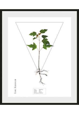 andas Bild »Pflanze Sapindacea«, mit Rahmen kaufen
