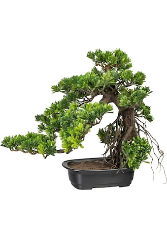 Creativ green Kunstbonsai »Bonsai Podocarpus«, (1 St.) kaufen