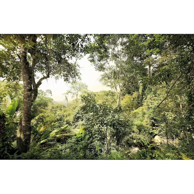 Komar Vliestapete »Dschungel«, 400x260 cm (Breite x Höhe) auf Rechnung  bestellen