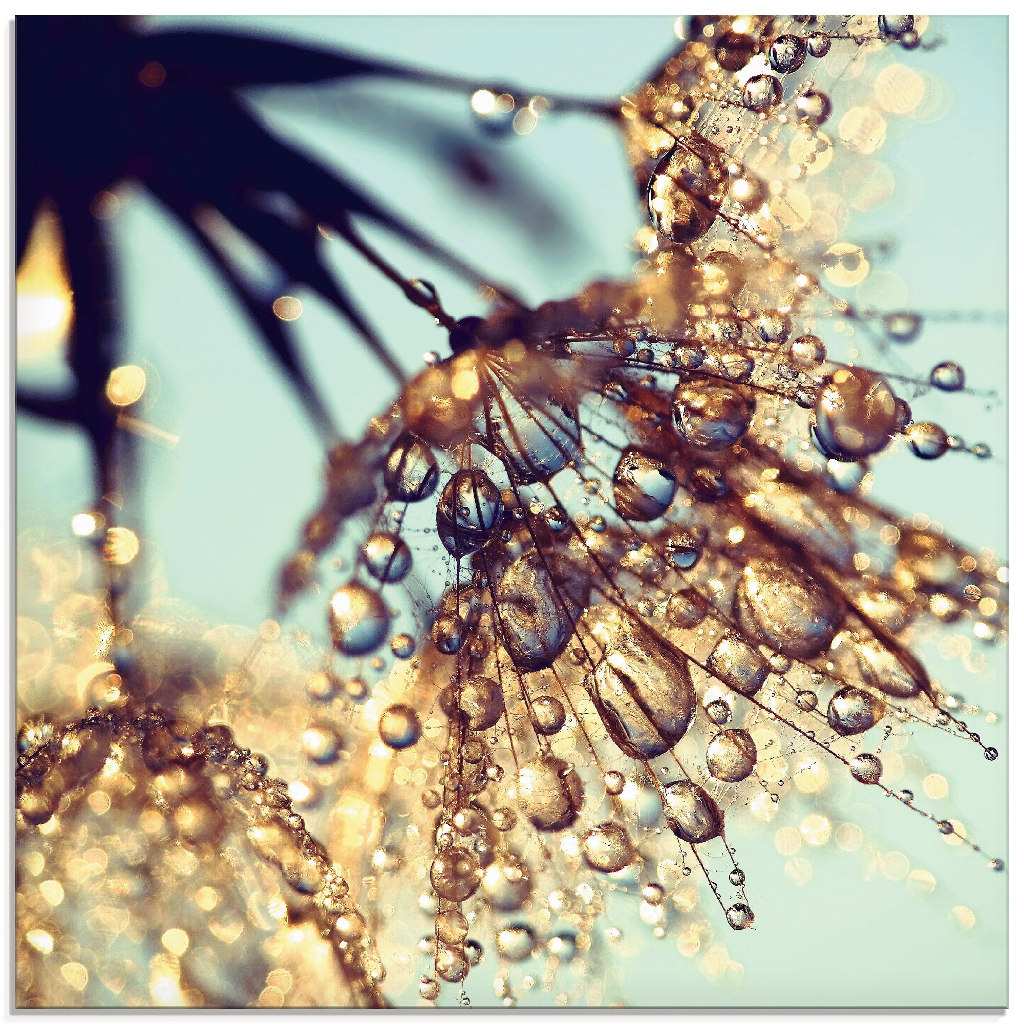 Artland Glasbild »Pusteblume Goldener Regen«, Blumen, (1 St.), in verschied günstig online kaufen