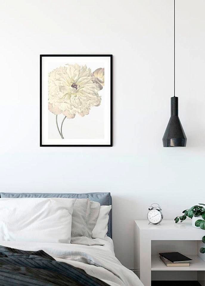 Komar Bild »Illustration Dahlia«, Blumen, (1 St.), Wandbild zur Dekoration - ohne Rahmen