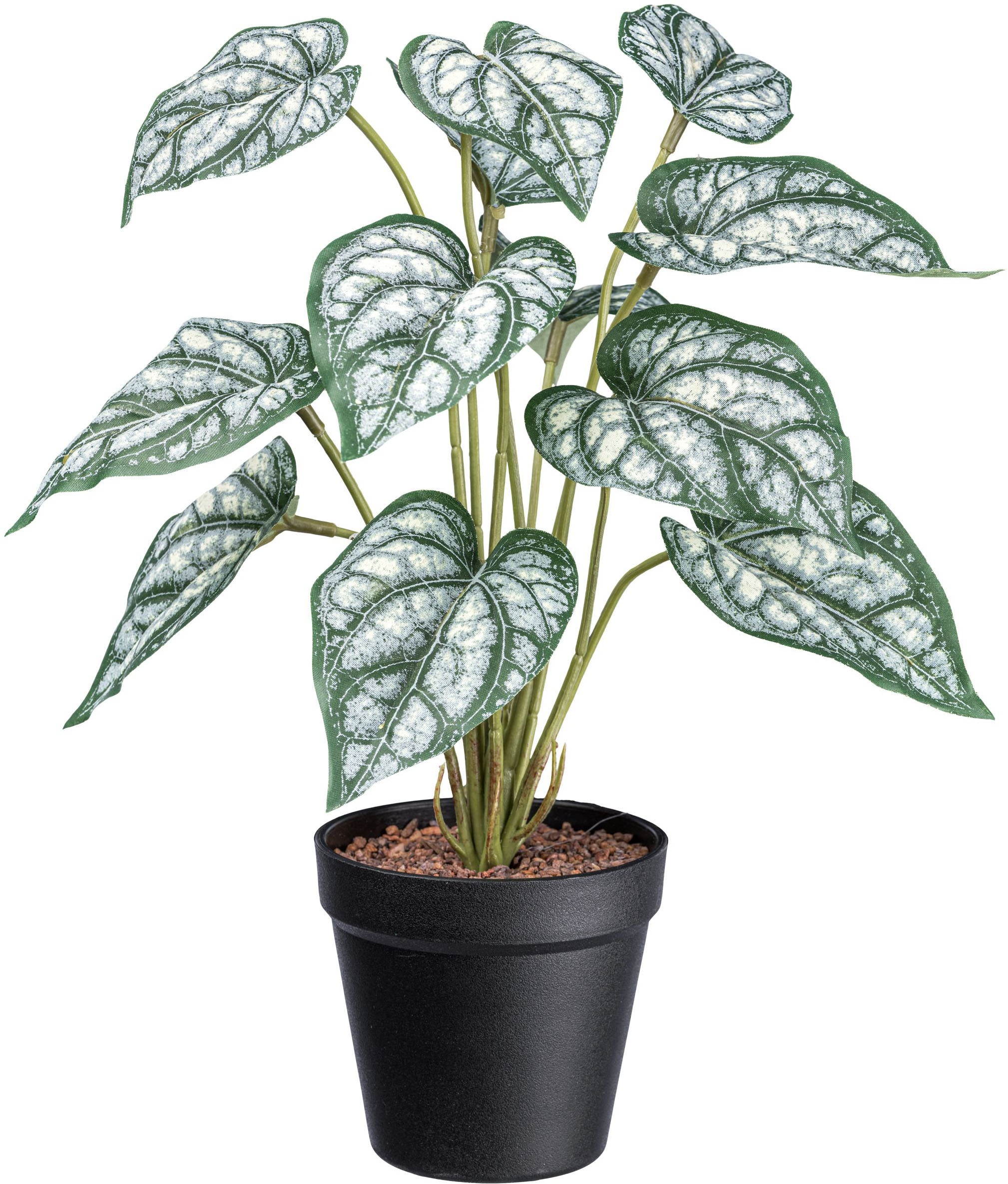 Creativ green Künstliche Zimmerpflanze »Syngonium«, mit grünweißen Blättern