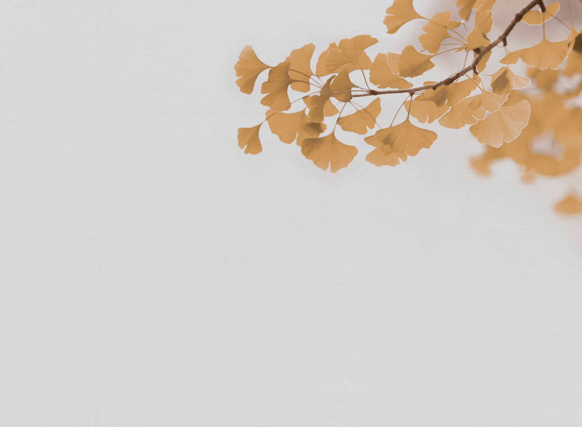 A.S. Création Vliestapete »Ginkgo-Tapete Zweige Gold Beige Naturmotiv« matt günstig online kaufen