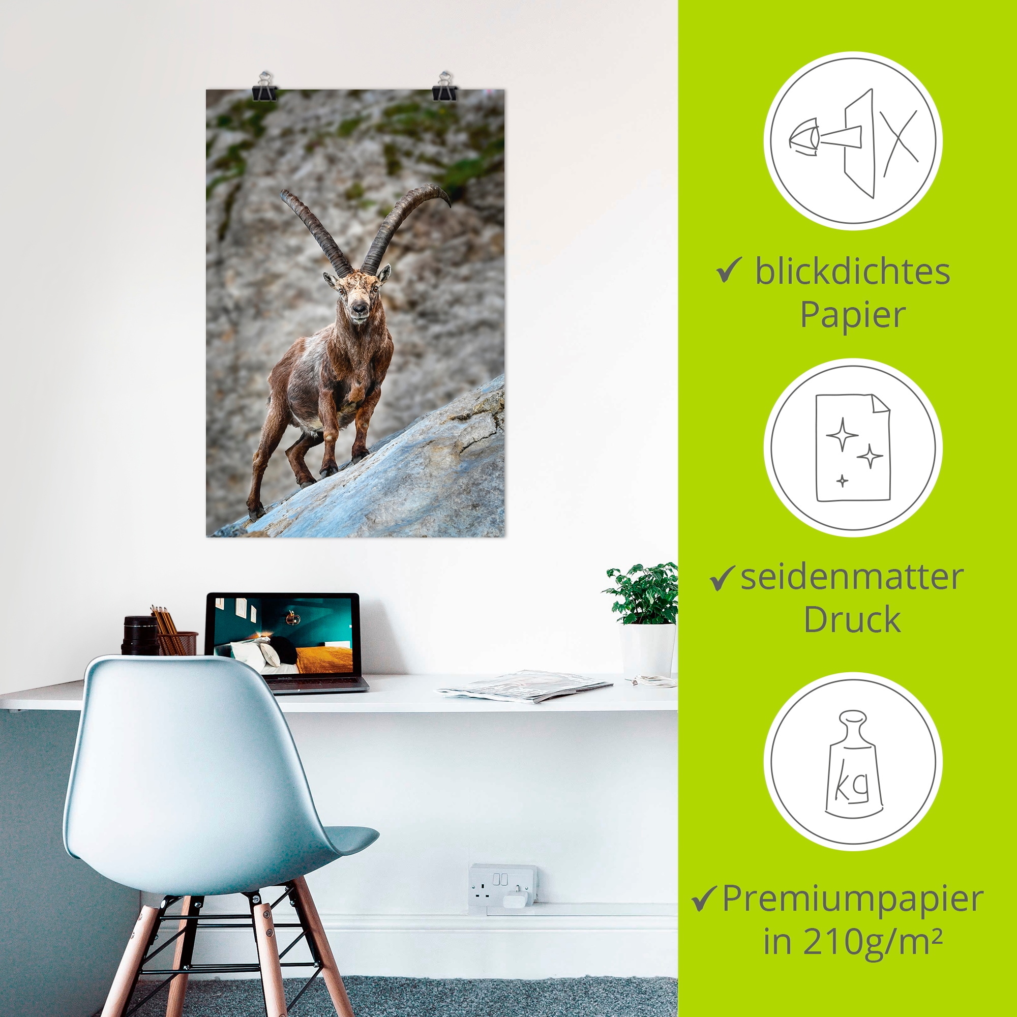 Artland Poster »Steinbock mit großen Hörnern«, Ziegen, (1 St.), als Alubild, Leinwandbild, Wandaufkleber oder Poster in versch. Größen