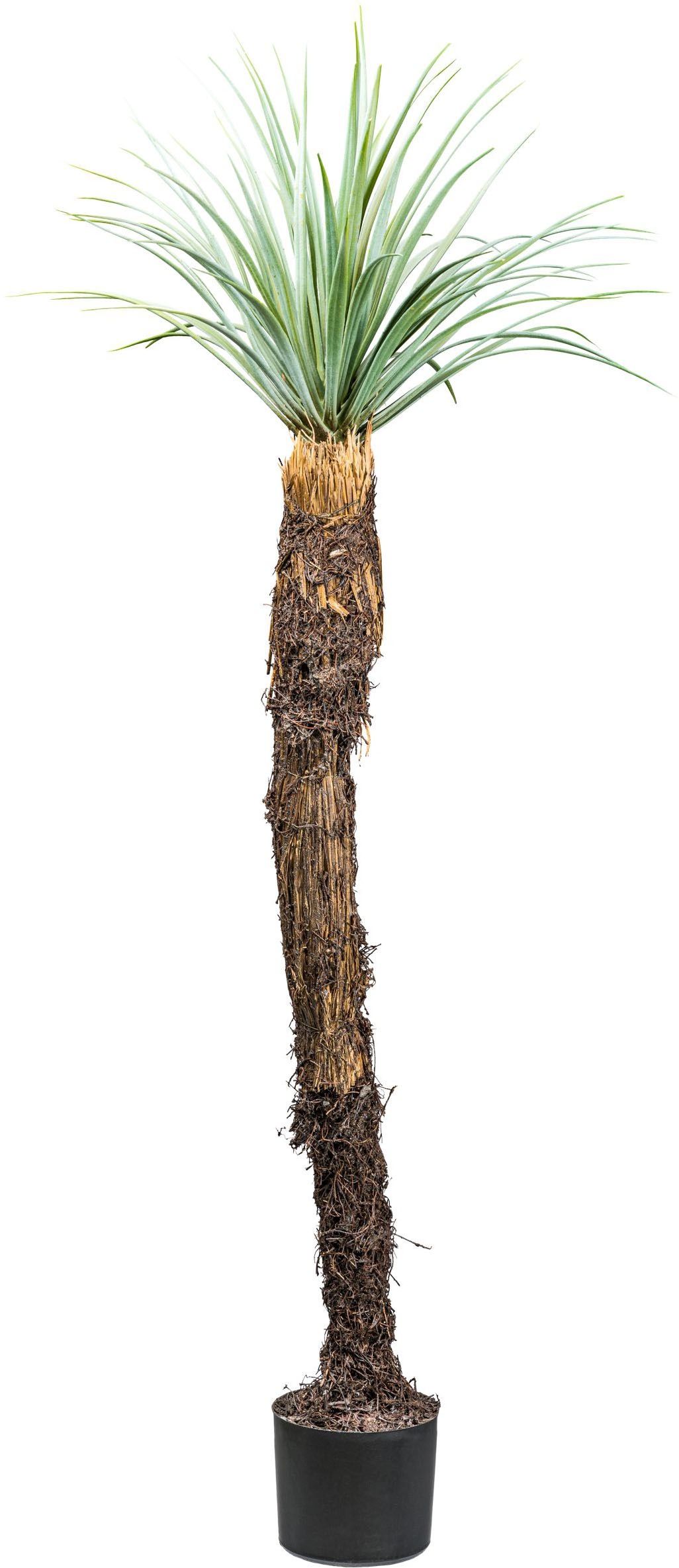 Creativ green Kunstpflanze »Yucca Rostrata« mit außergewöhnlichem Stamm günstig online kaufen