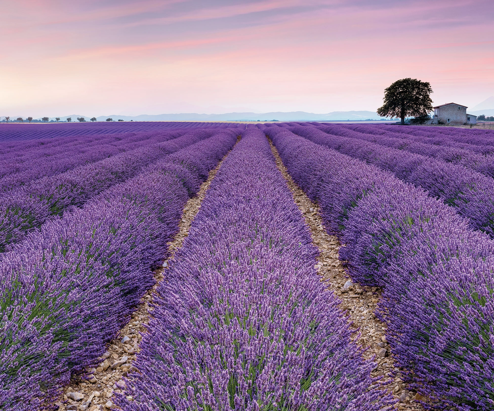 Komar Fototapete »Digitaldruck Vlies - Provence - Größe 300 x 250 cm«, bedruckt, Wohnzimmer, Schlafzimmer