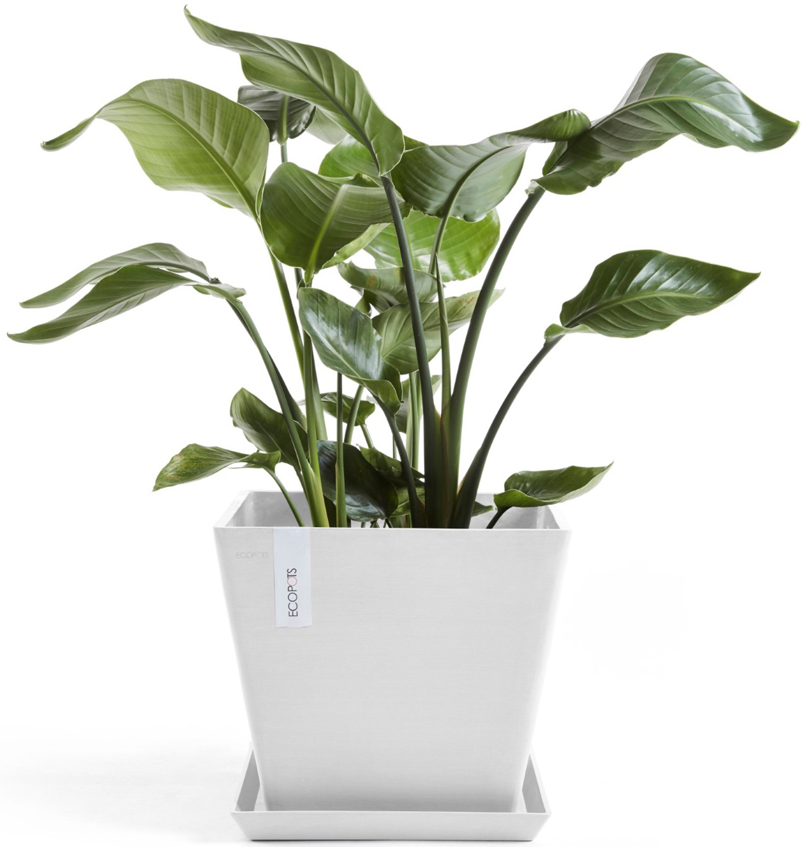 ECOPOTS Blumentopf »Rotterdam 30 Weiß«, für innen und außen: frostsicher, bruchsicher und lichtbeständig