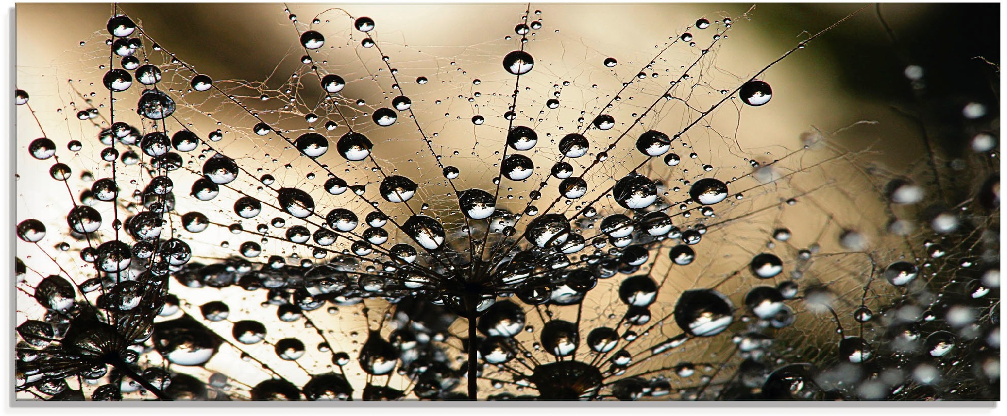 Artland Glasbild »Nasser Löwenzahn«, Blumen, (1 St.), in verschiedenen Größ günstig online kaufen