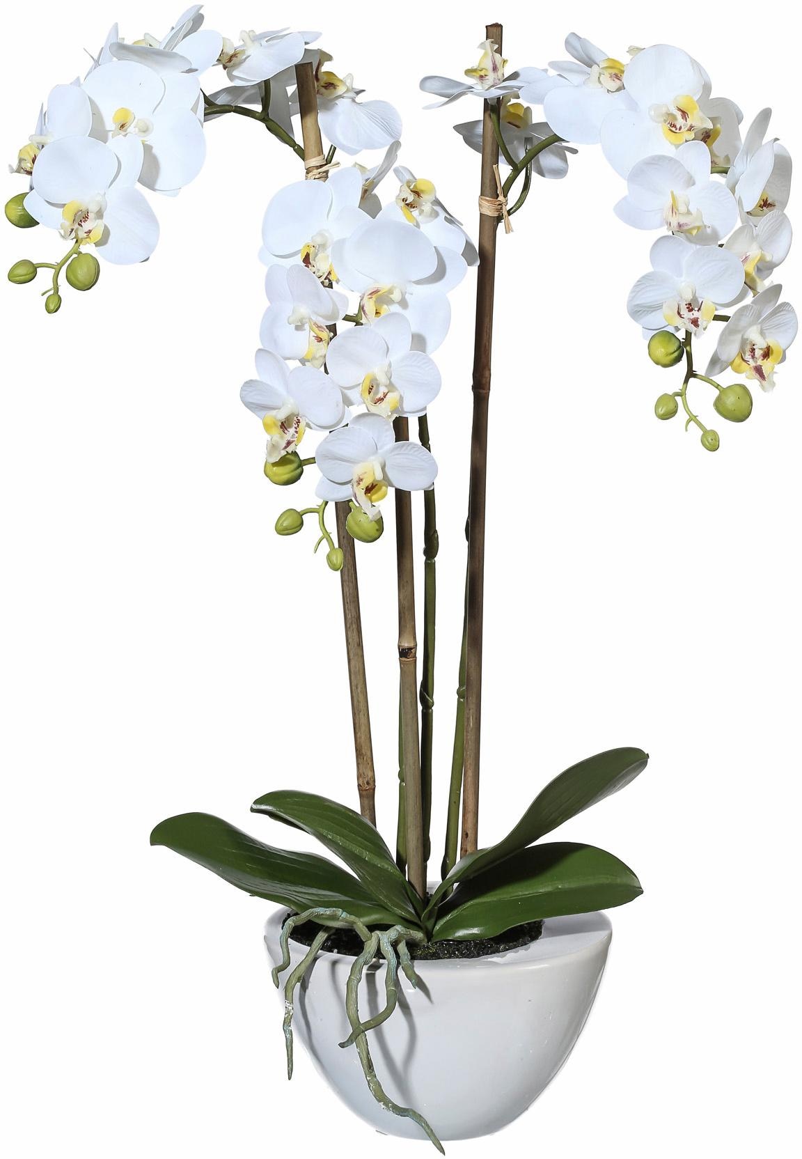 Creativ green Kunstpflanze »Mini Orchidee« online kaufen