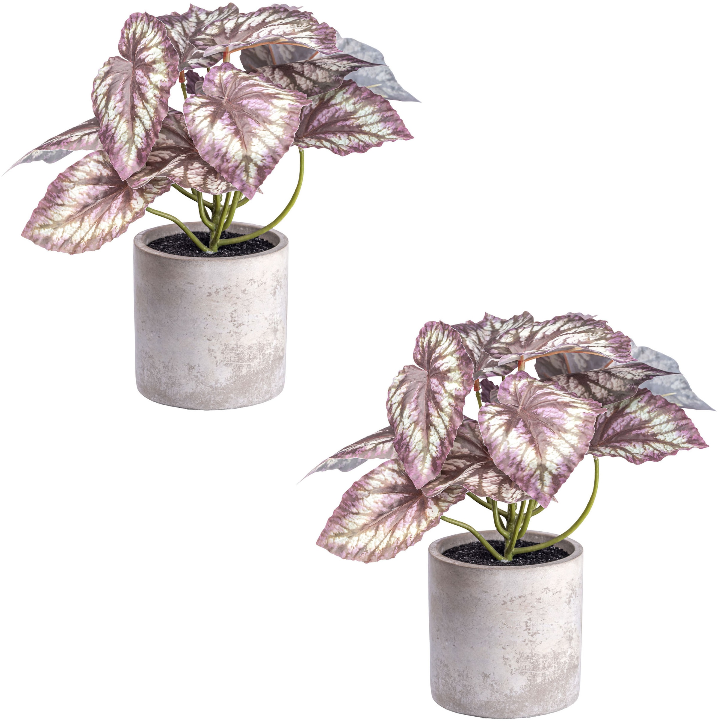 Creativ green Künstliche Zimmerpflanze »Rex Begonia«, mit detailgetreuem Blattwerk