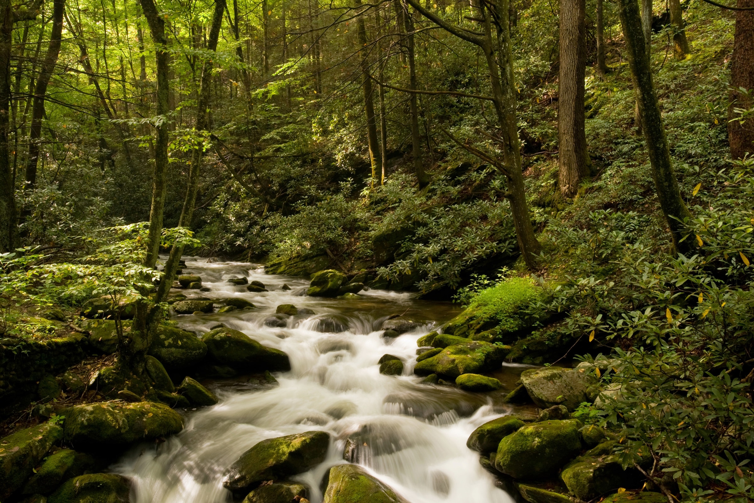 Papermoon Fototapete »BACH IM WALD-BÄUME FLUSS SEE STEINE BLUMEN BERGE SONN günstig online kaufen