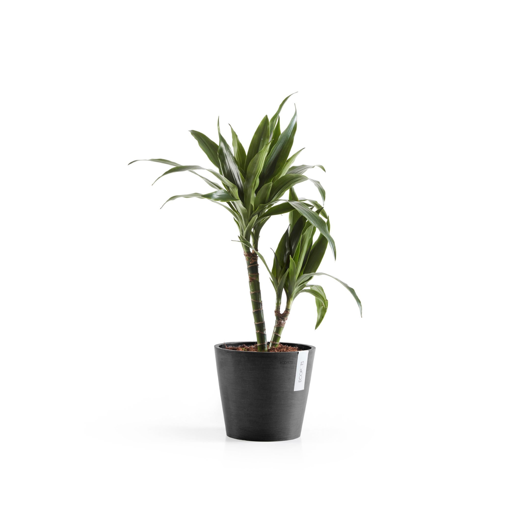 ECOPOTS Blumentopf »Amsterdam«, ØxH: 20x17,5 cm