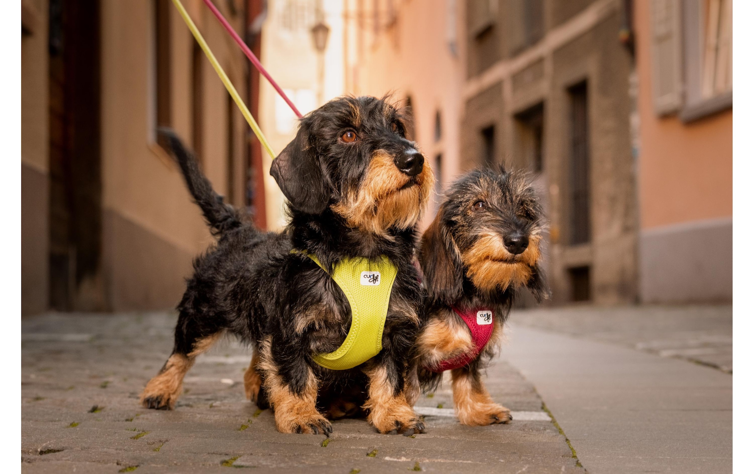 Curli Hunde-Geschirr »Vest Air-Mesh M« Polyester Hunderasse: Teckel