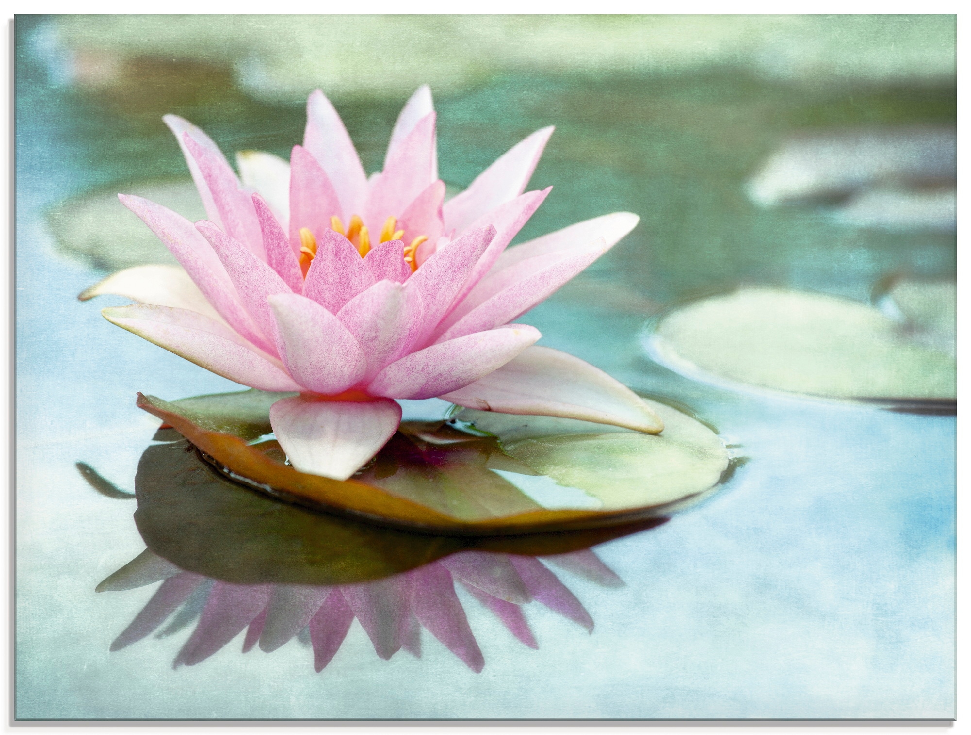 Artland Glasbild »Rosa Seerose« Blumen 1 Stk. tlg. in verschiedenen Größen günstig online kaufen