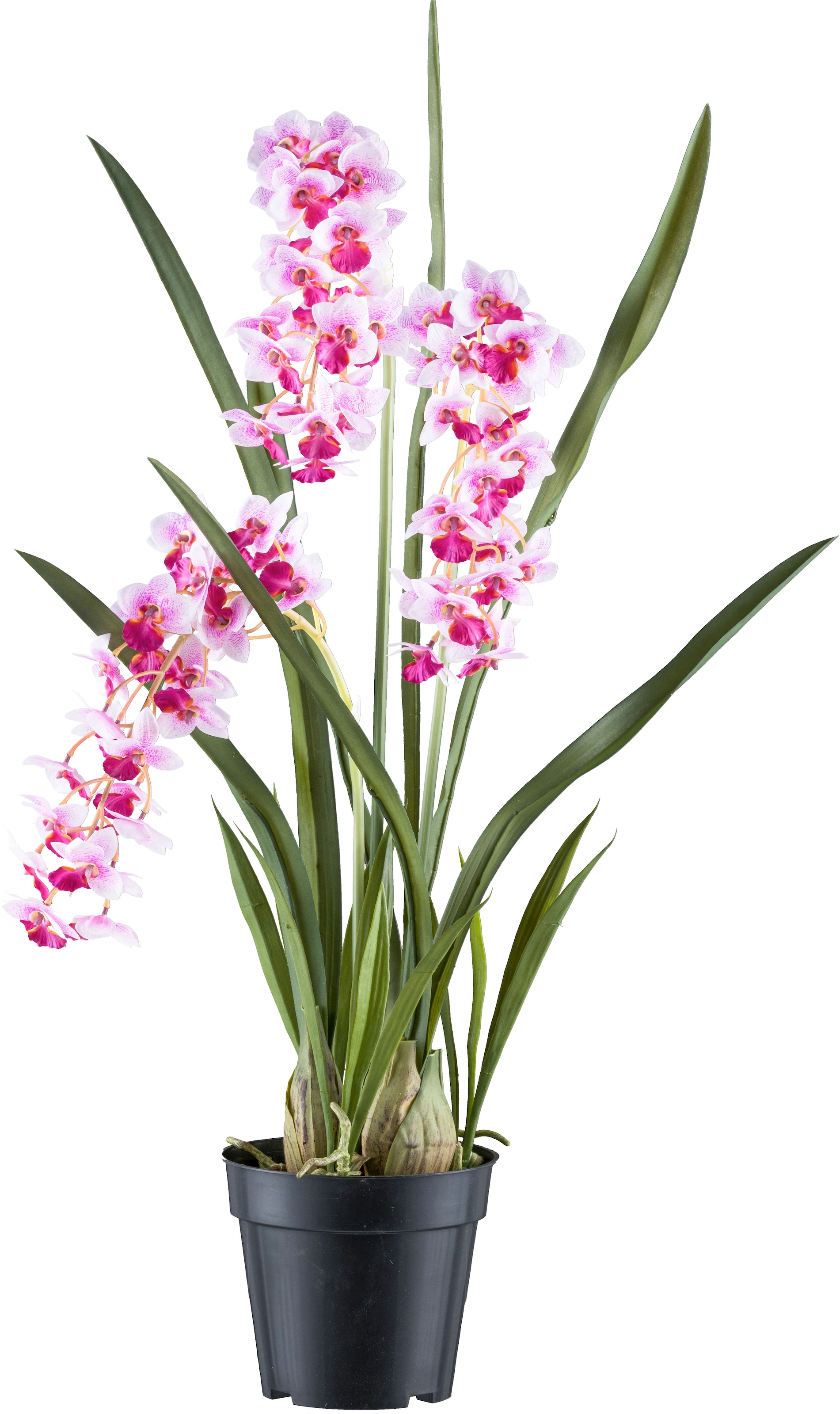 Creativ green Kunstorchidee »Orchidee Cymbidie orientalis«, mit zahlreichen günstig online kaufen
