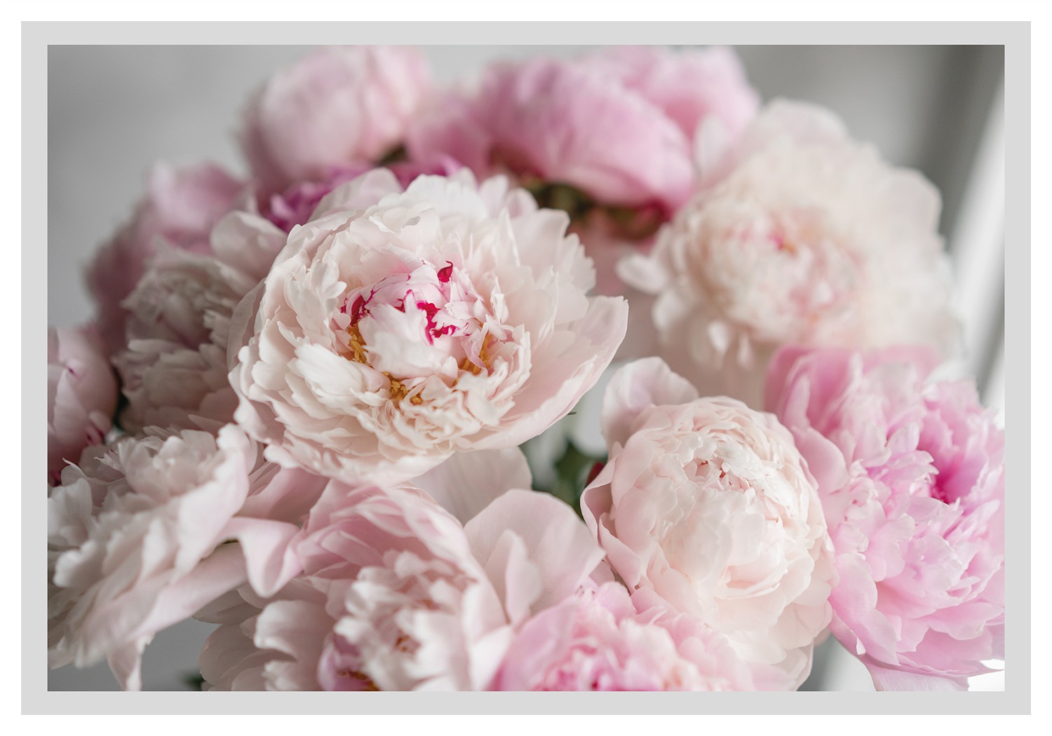 queence Bild »Amalia«, Blumen, gerahmt, Rosen günstig online kaufen