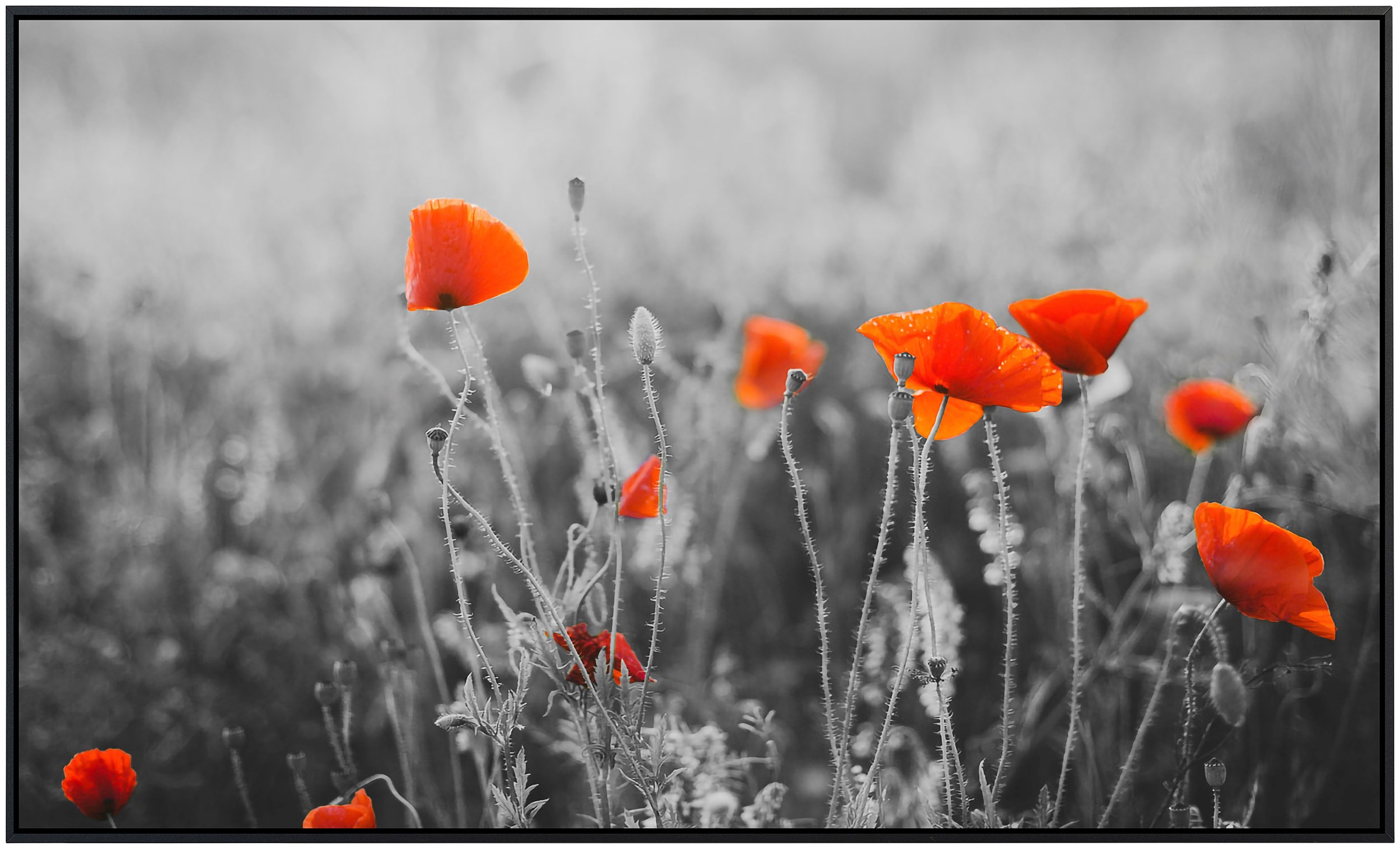 Papermoon Infrarotheizung »Rote Mohnblumen«, sehr angenehme Strahlungswärme günstig online kaufen