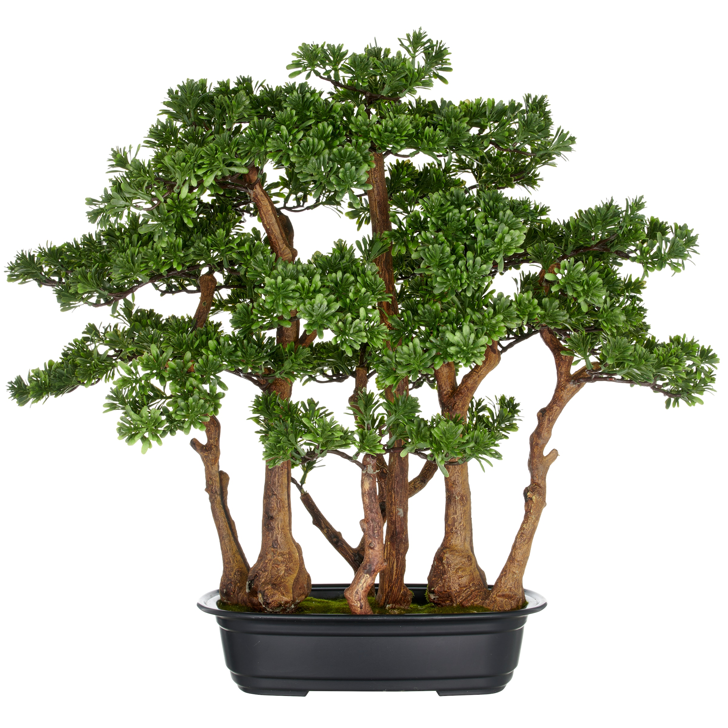 Creativ green Kunstbonsai »Bonsai Teeblatt«, mit detailgetreuer Gestaltung günstig online kaufen