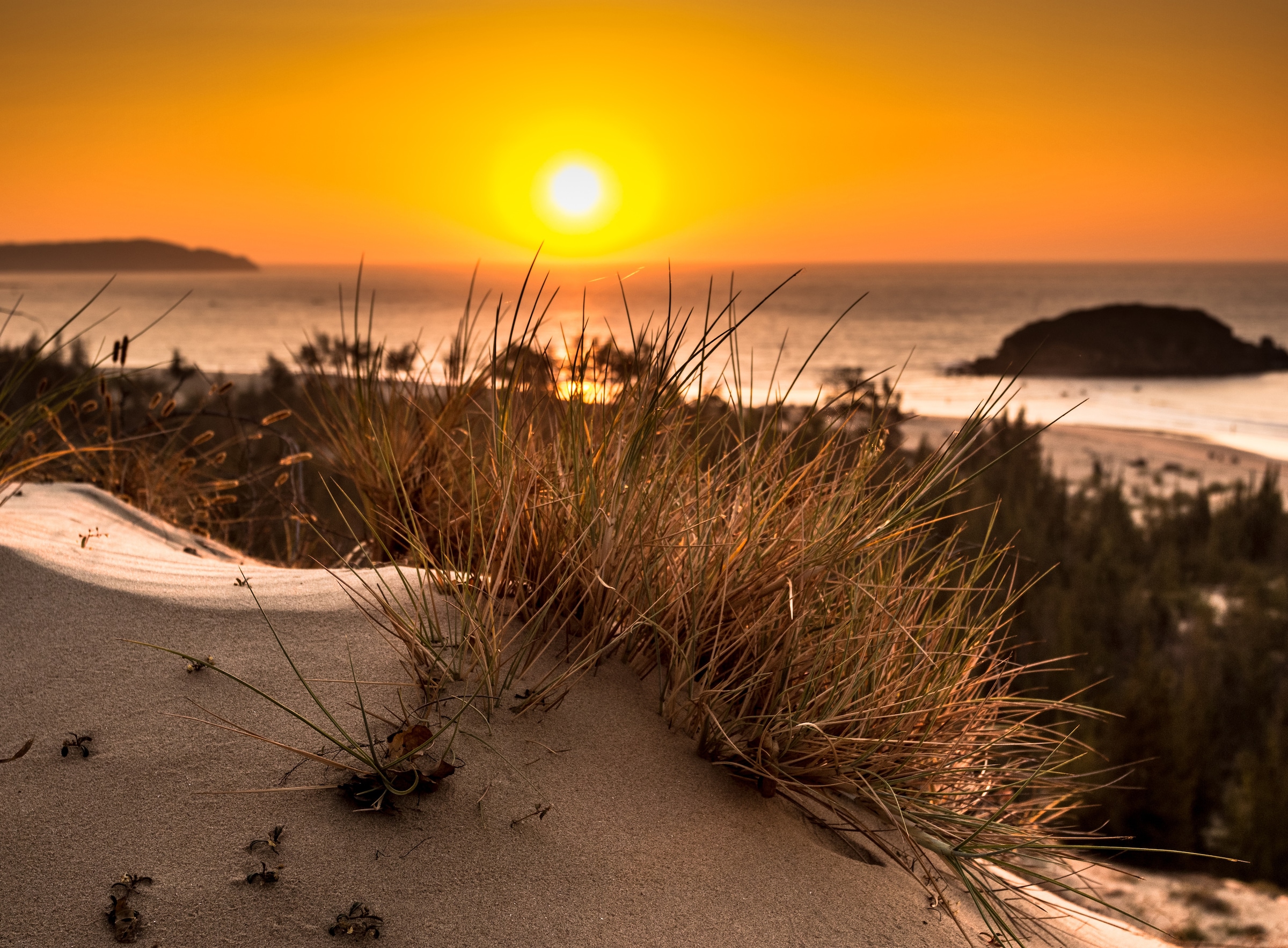 Papermoon Fototapete »Glowing Sun Bush View« glatt günstig online kaufen