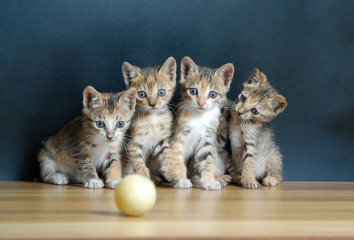 Papermoon Fototapete »Süße katzen« günstig online kaufen