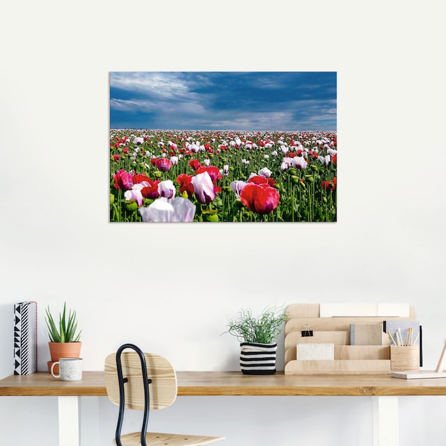 Artland Wandbild »Blühende Mohnblumen«, Blumenwiese, (1 St.), als Alubild,  Leinwandbild, Wandaufkleber oder Poster in versch. Größen auf Raten  bestellen