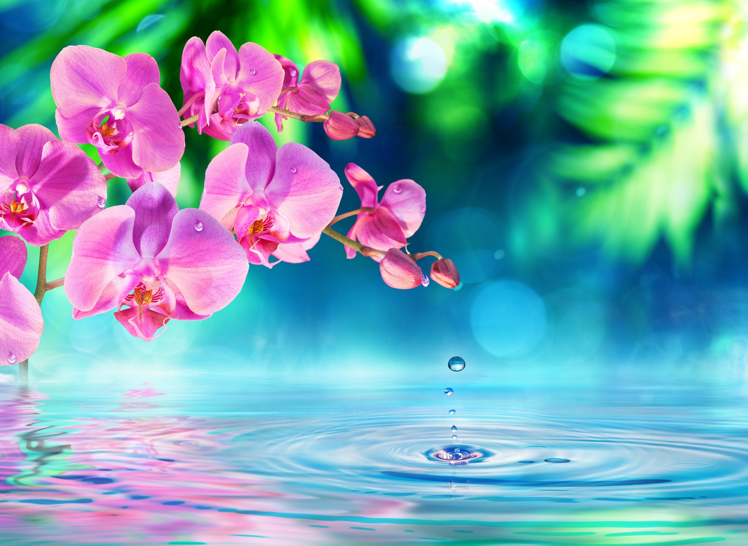 Papermoon Fototapete »Zen Orchid and Droplets« glatt günstig online kaufen