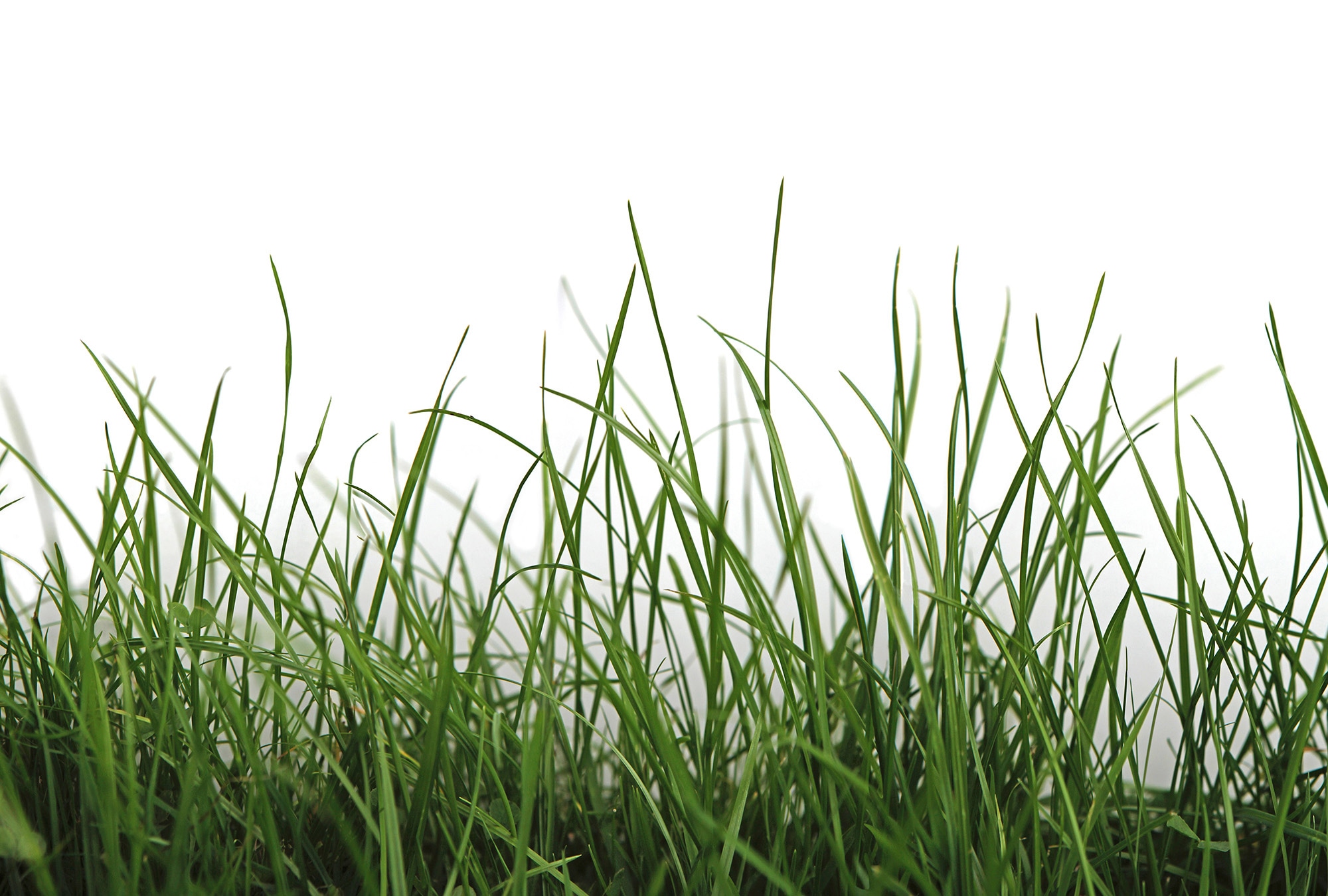 Architects Paper Fototapete »Green Grass«, Vlies, Wand, Schräge