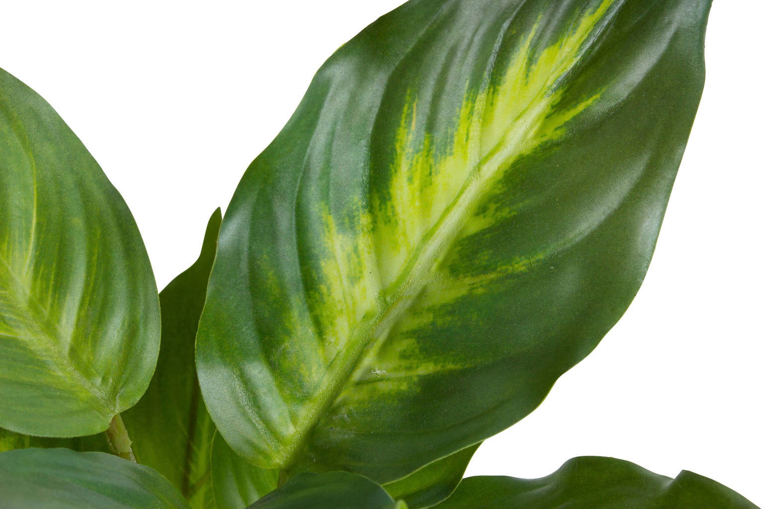 Botanic-Haus Künstliche Zimmerpflanze »Dieffenbachia Camila«