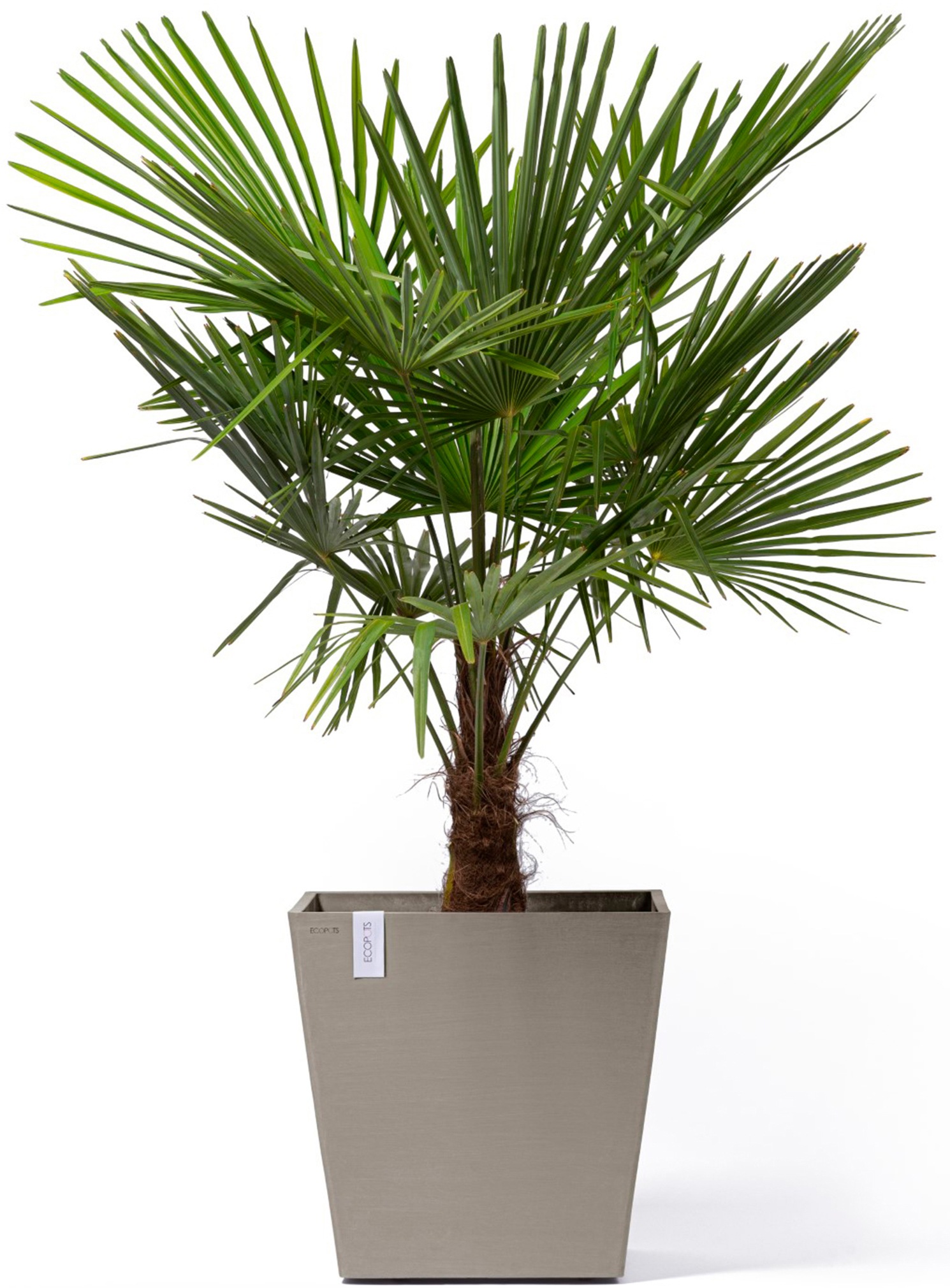ECOPOTS Blumentopf »Rotterdam mit Rollen 50 Taupe«, für innen und außen: frostsicher, bruchsicher und lichtbeständig