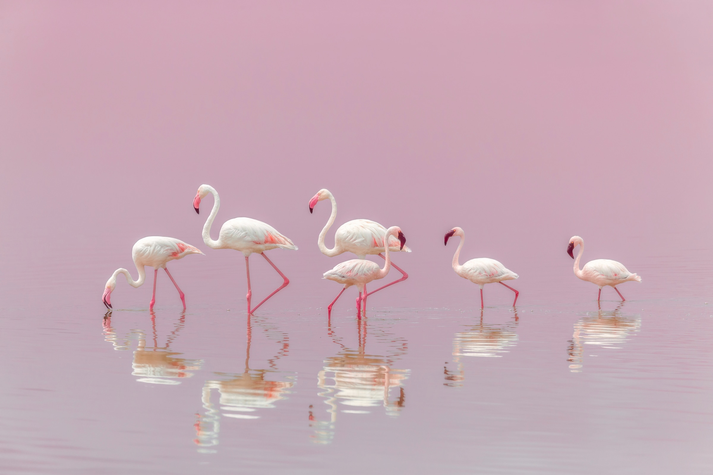 Papermoon Fototapete »Photo-Art EIJI ITOYAMA, FLAMINGOS« günstig online kaufen