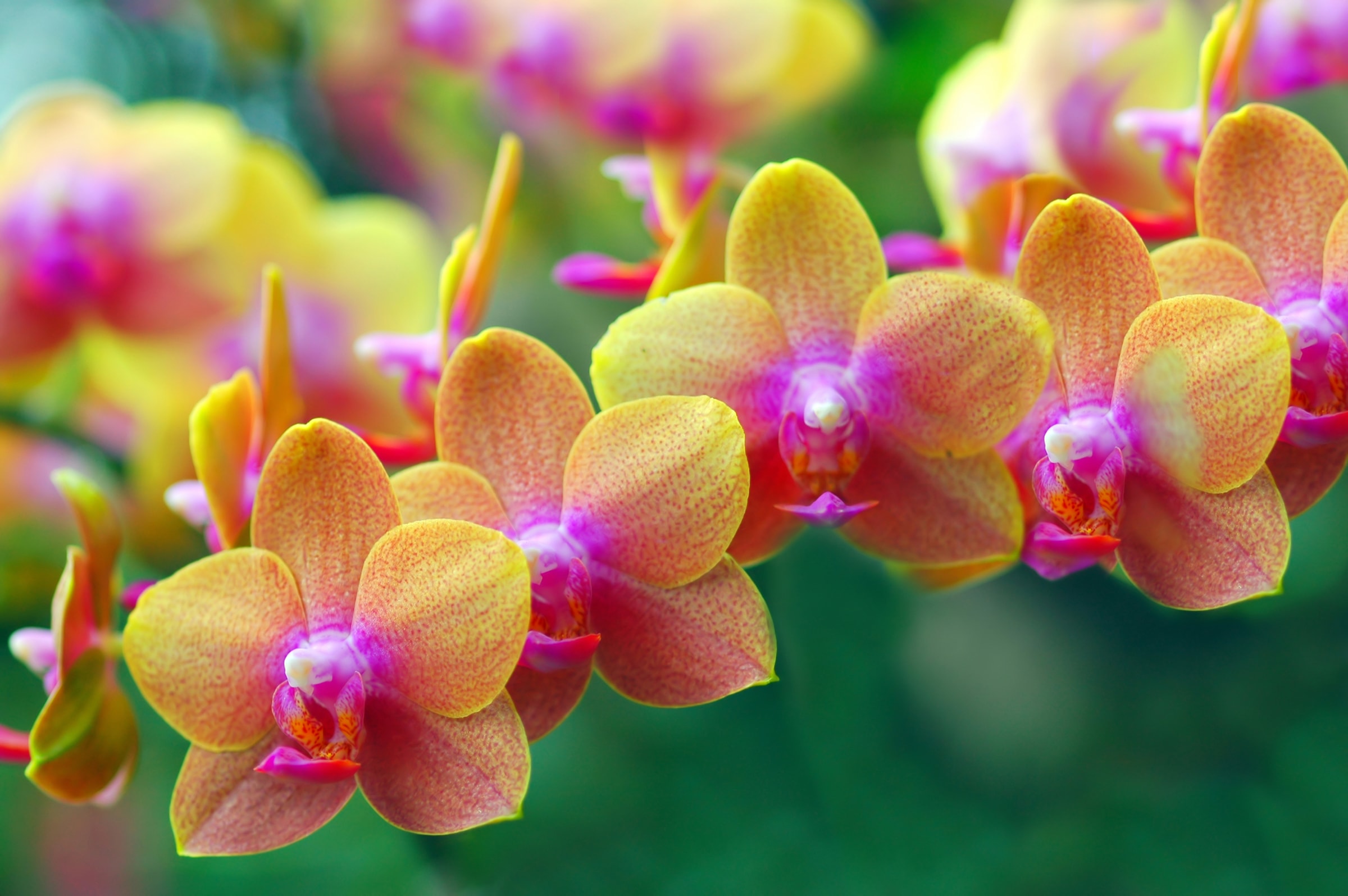 Papermoon Fototapete »Golden Orchids« glatt günstig online kaufen