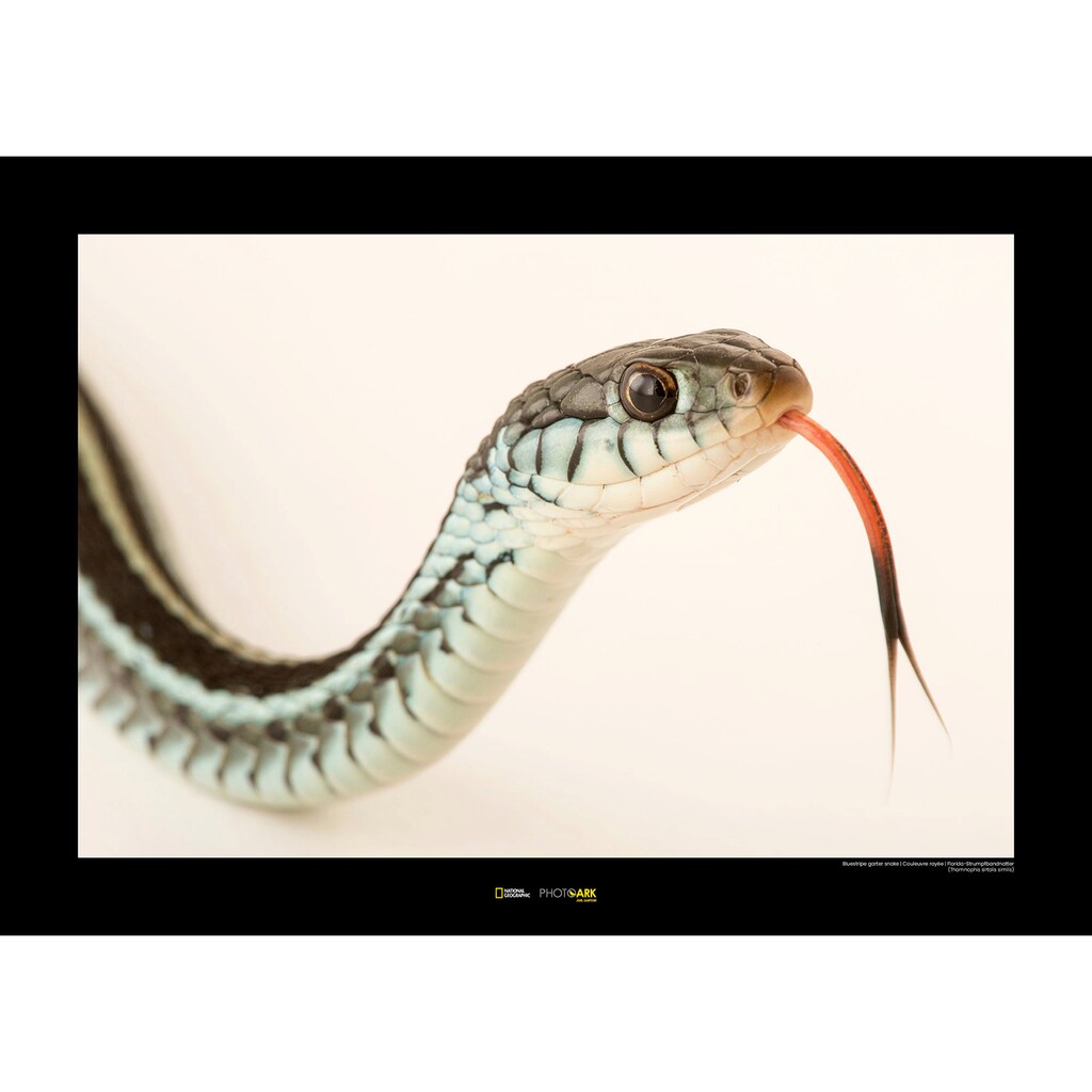 Komar Poster »Bluestripe Garter Snake«, Tiere