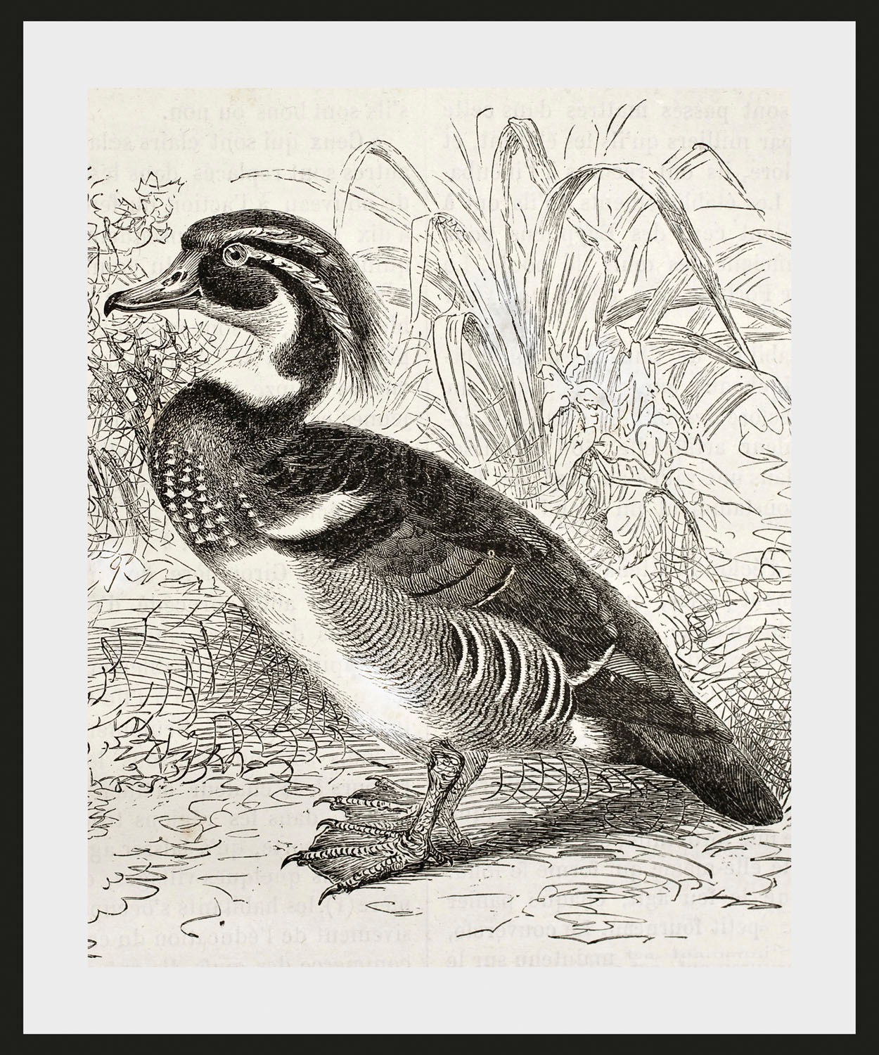 queence Bild »Donald«, Vögel-Vogelbilder-historische Ereignisse-Kunst, (1 S günstig online kaufen