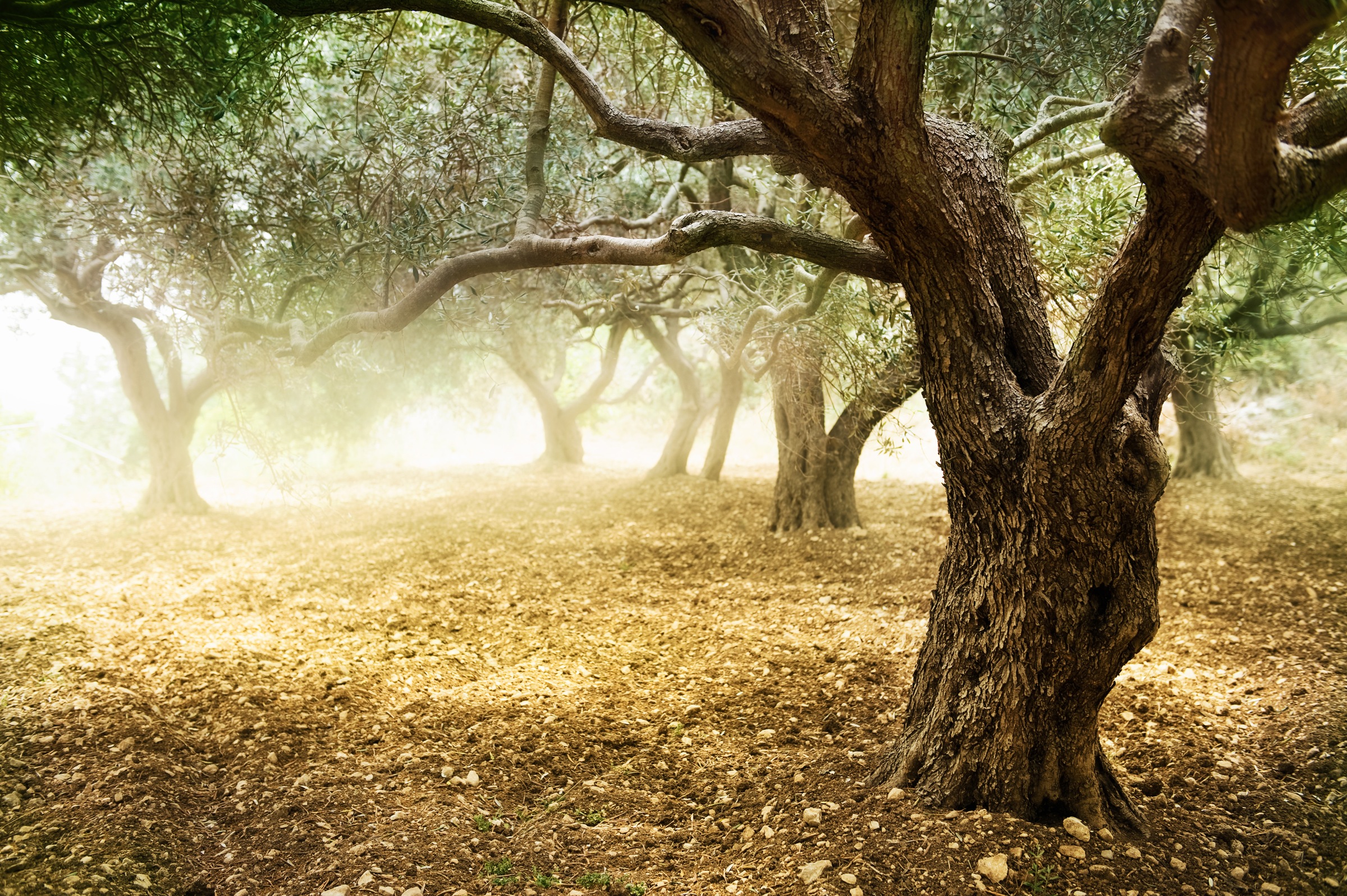 Papermoon Fototapete »Old Olive Trees« glatt günstig online kaufen