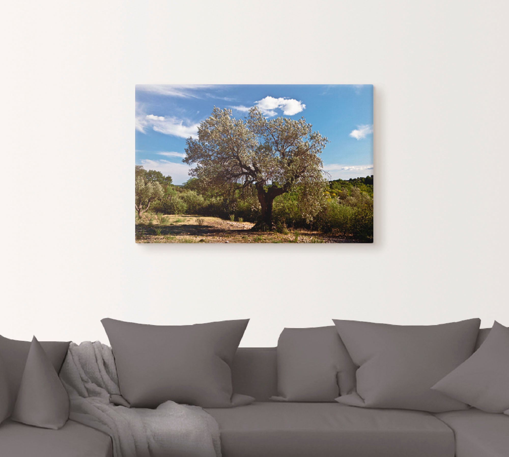 Artland Wandbild "Olivenbaum in Südfrankreich", Bäume, (1 St.), als Alubild günstig online kaufen