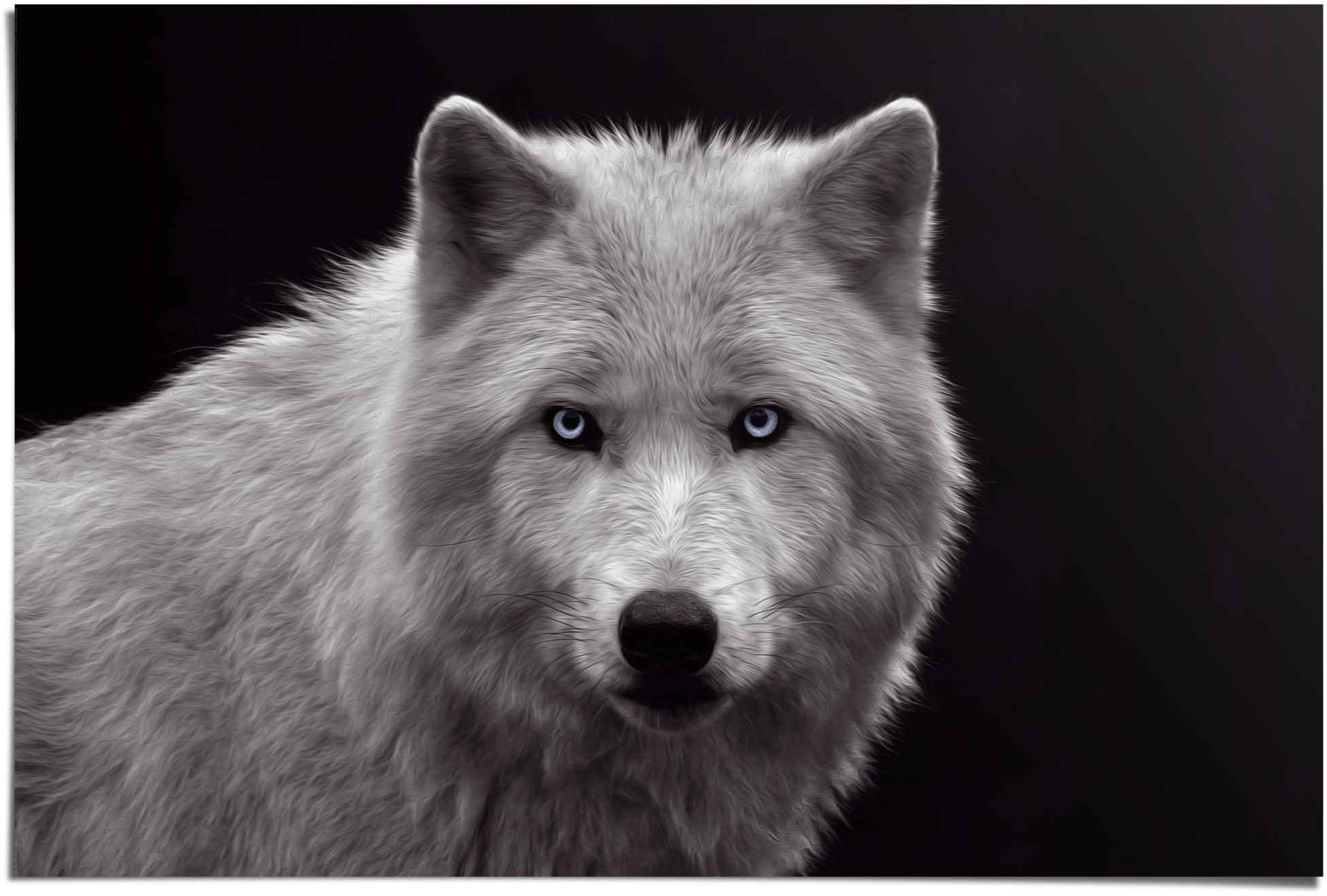 Reinders! Poster »Weißer Wolf«, (1 St.)
