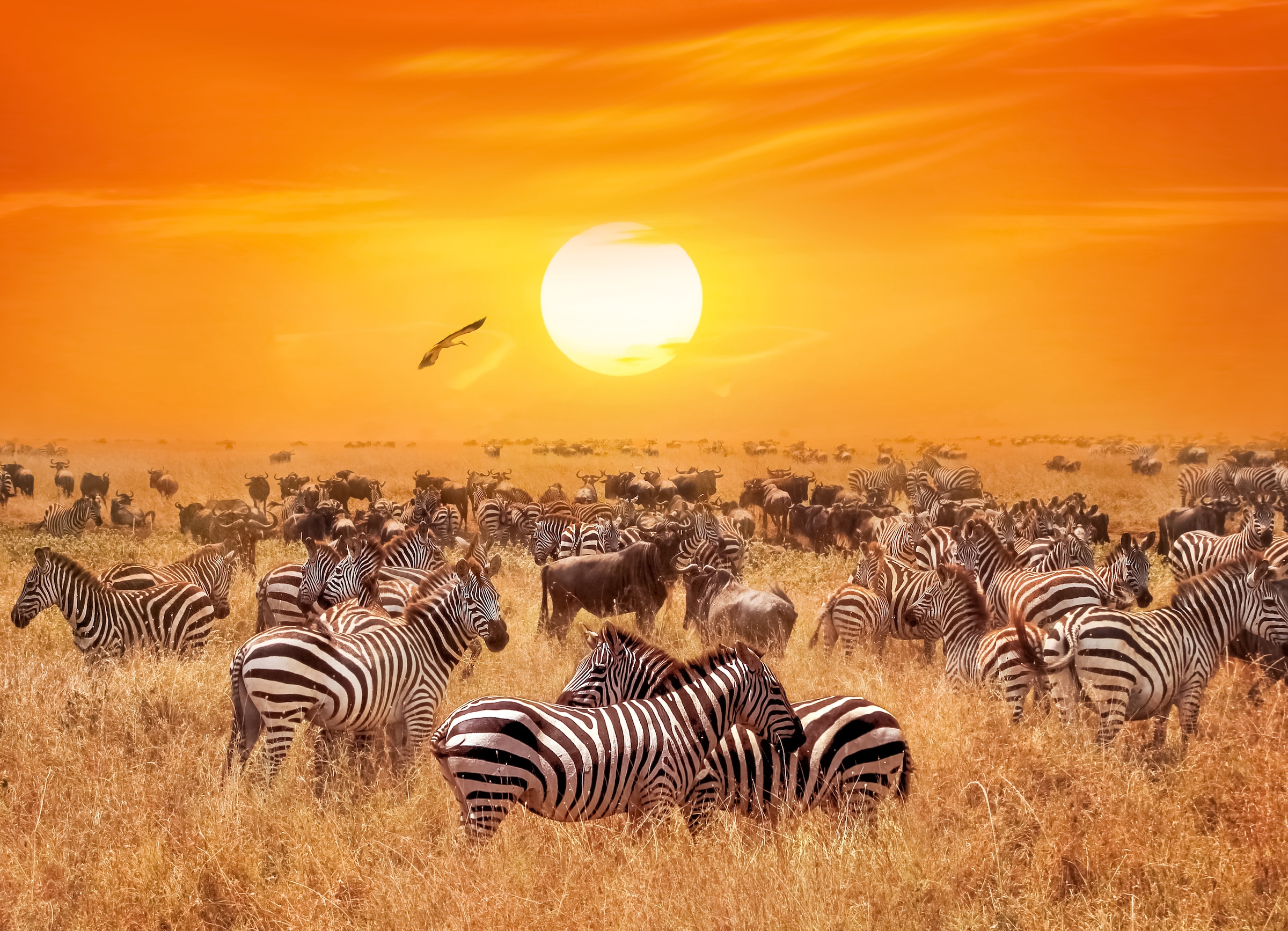 Papermoon Fototapete »African Antelopes and Zebras« günstig online kaufen