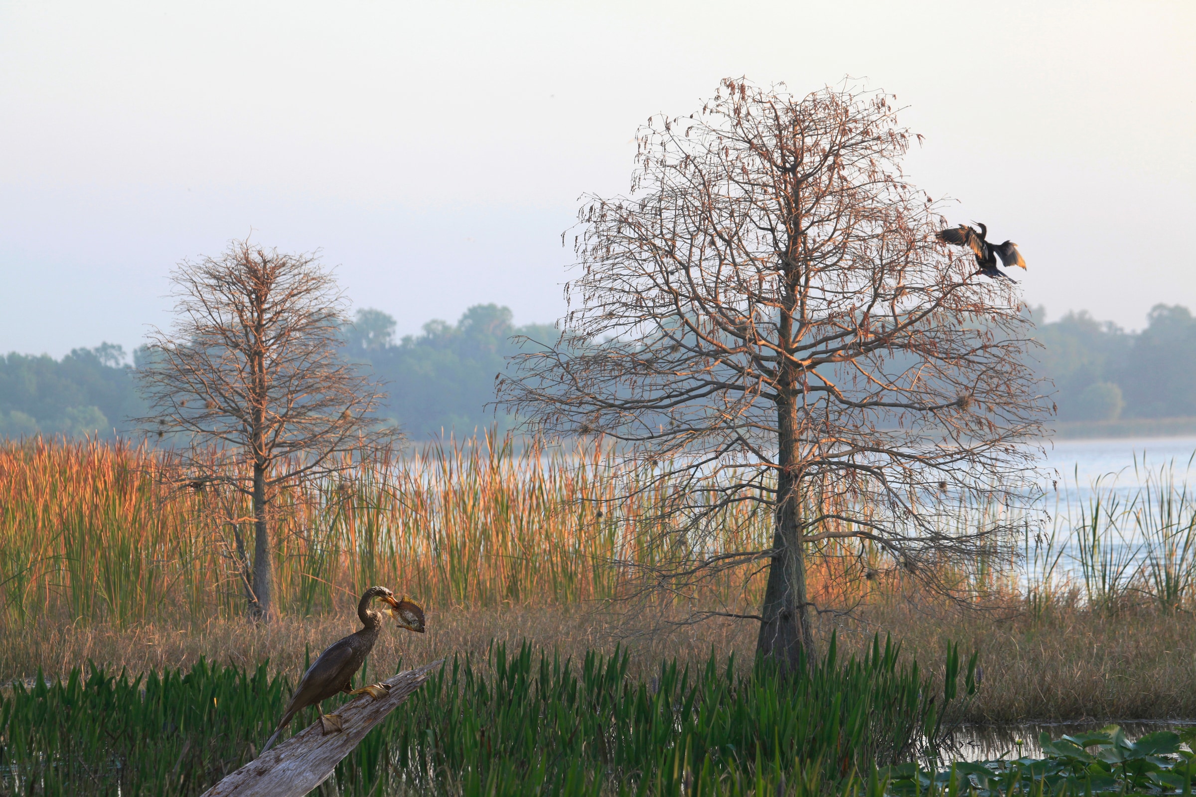 Papermoon Fototapete »ANHINGA-WASSER VOGEL« günstig online kaufen