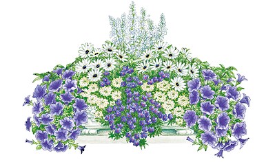 BCM Balkonpflanze »Blau-Weißer Traum«, (8 St.), 8 Pflanzen mit Erde kaufen