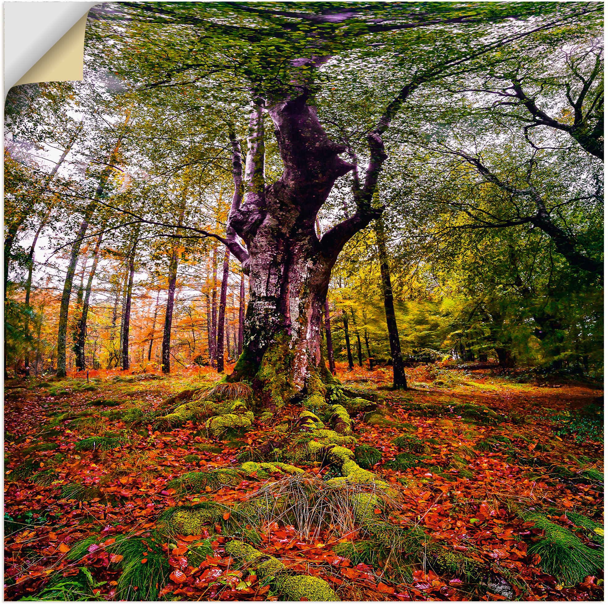 Artland Wandbild »Baum im Wald«, Baumbilder, (1 St.), als Alubild,  Leinwandbild, Wandaufkleber oder Poster in versch. Größen auf Raten  bestellen