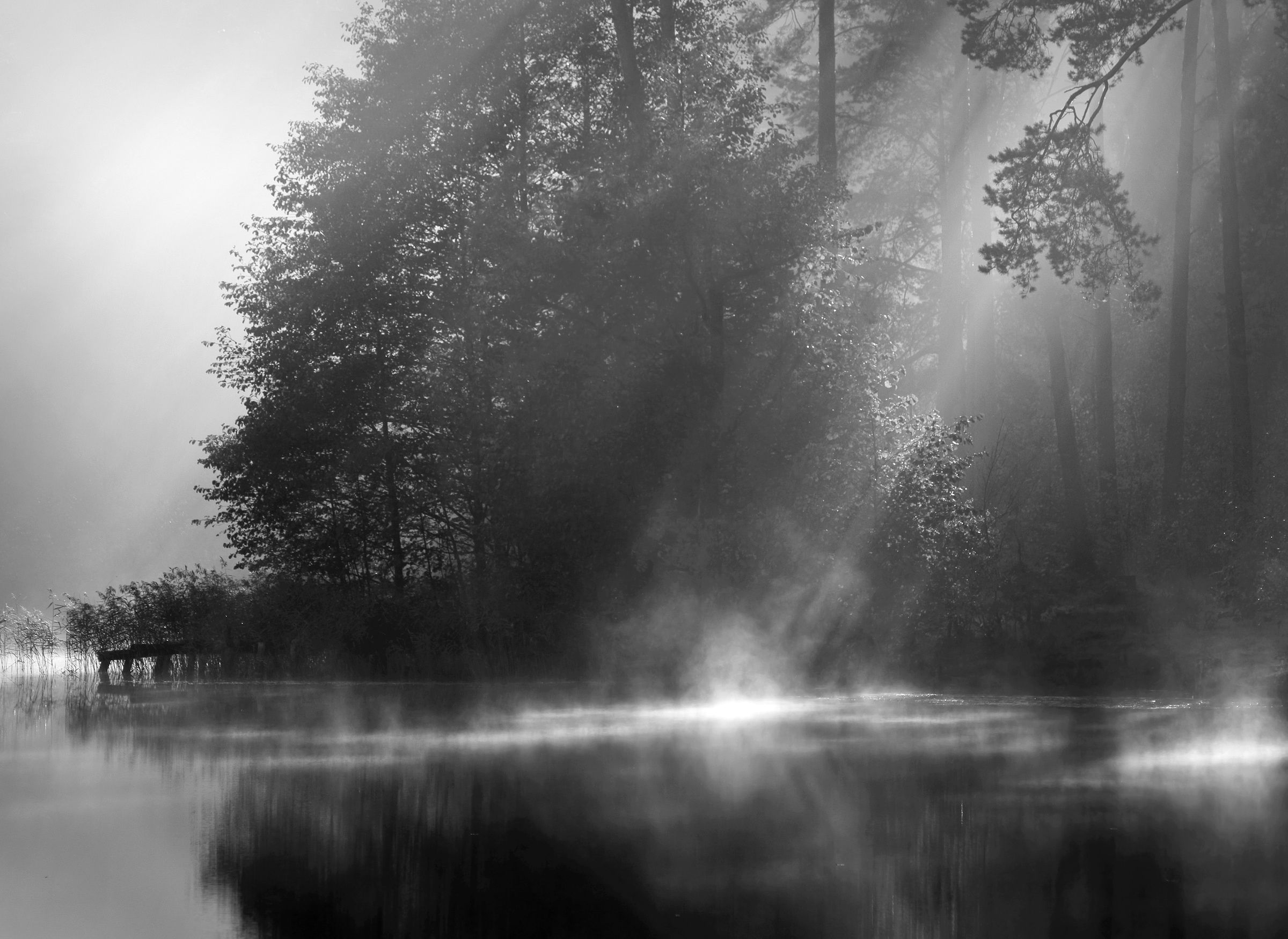 Papermoon Fototapete »Wald Schwarz & Weiß« günstig online kaufen