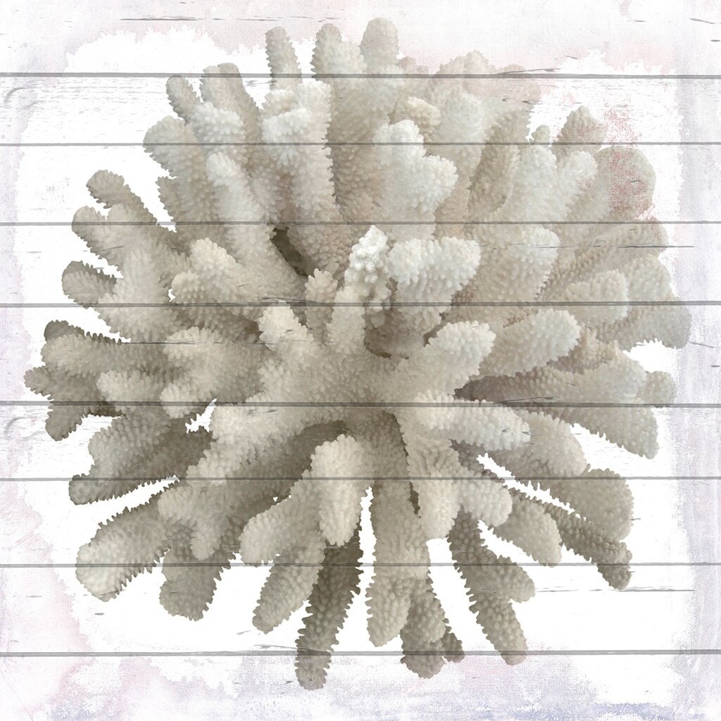 queence Holzbild »Weiße Koralle«