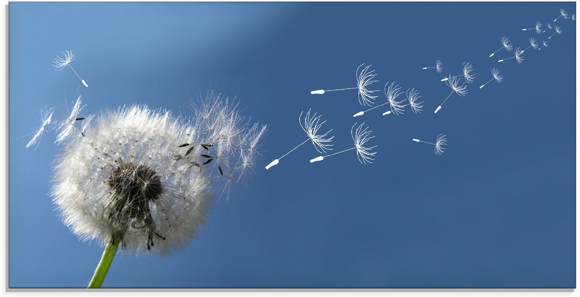 Artland Glasbild »Pusteblume«, Blumen, (1 St.), in verschiedenen Größen günstig online kaufen