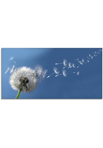 Artland Glasbild »Pusteblume«, Blumen, (1 St.) kaufen