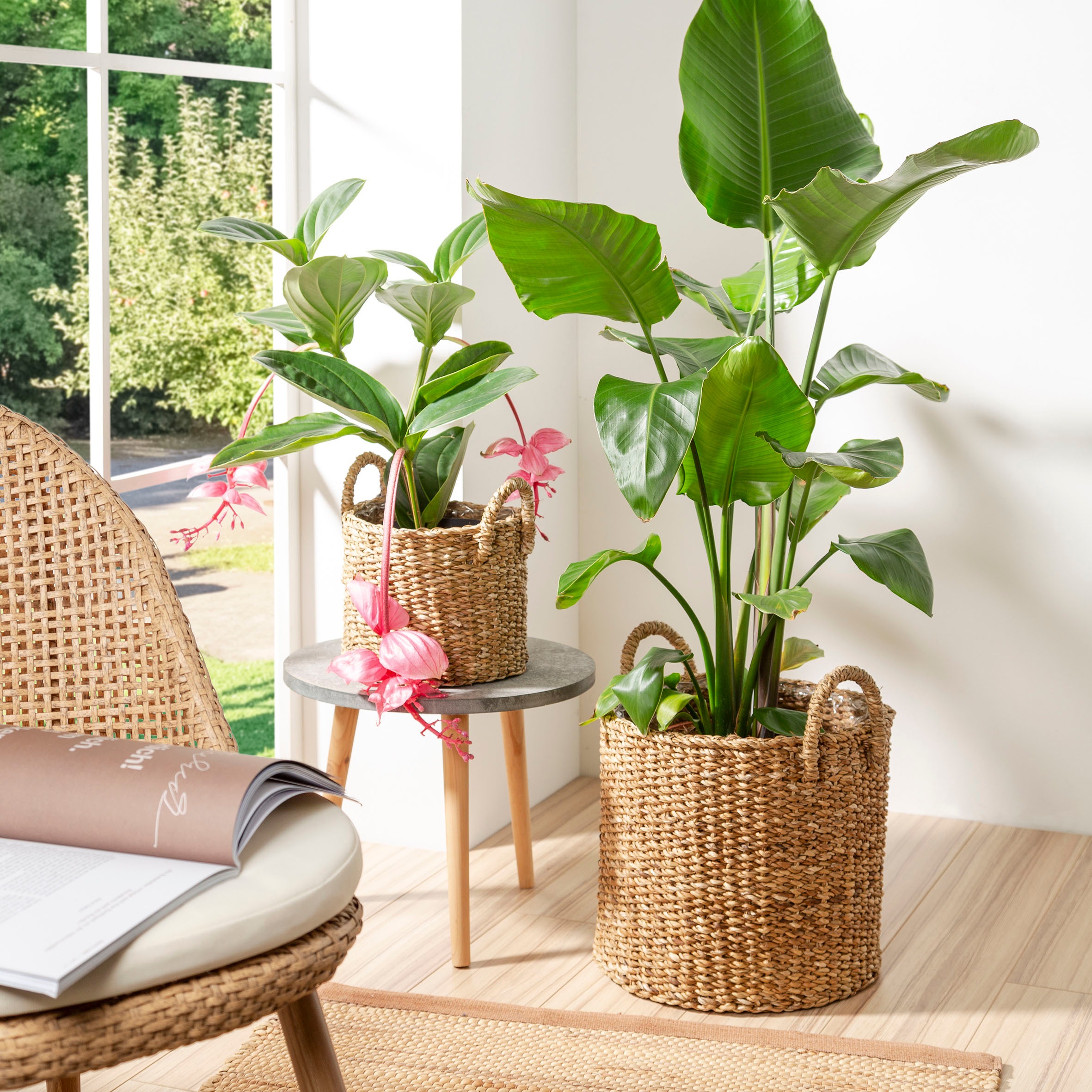 Scheurich Blumentopf »nut 23/516«