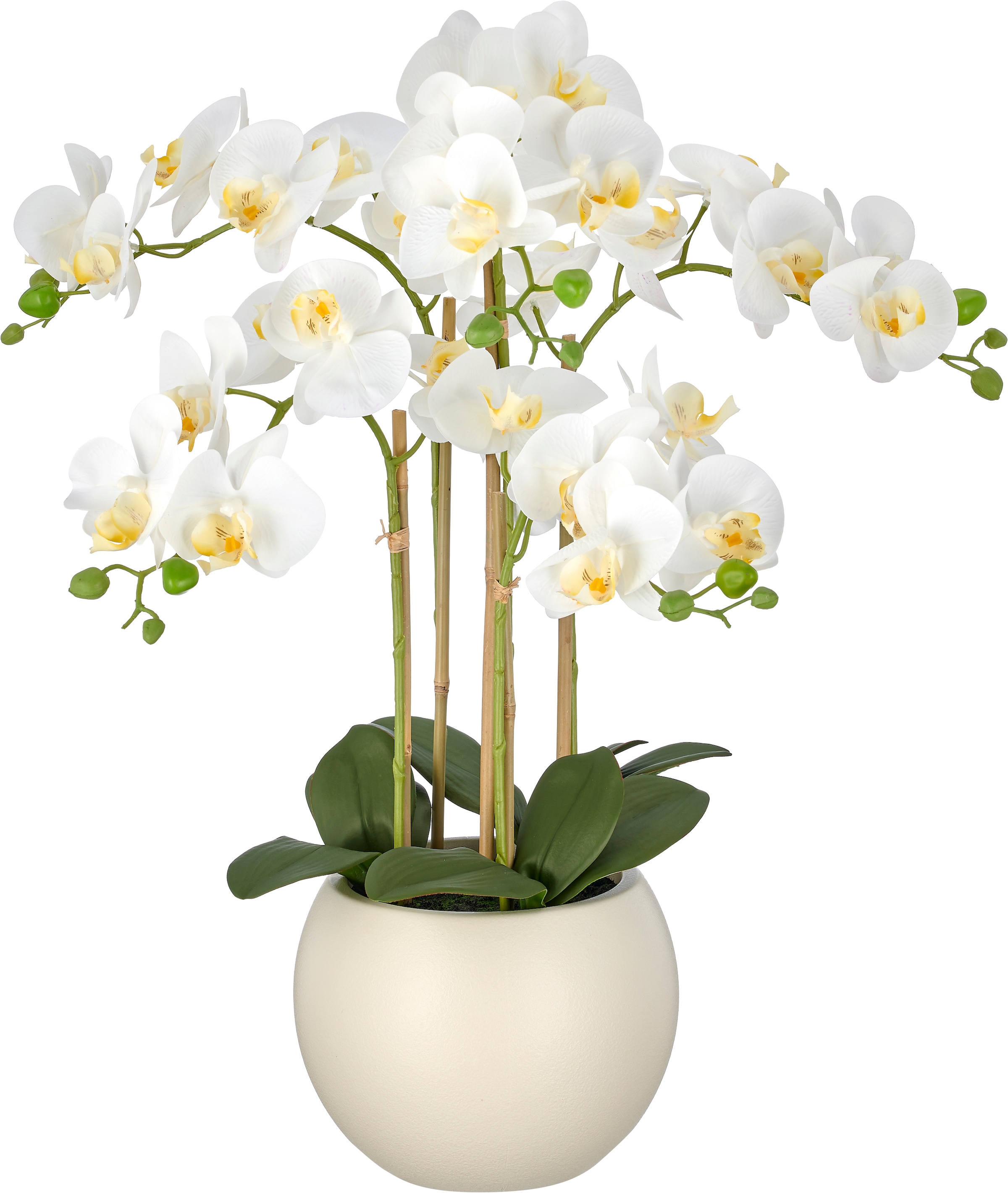 Creativ green Kunstorchidee »Phalaenopsis« mit Real-Touch-Blüten