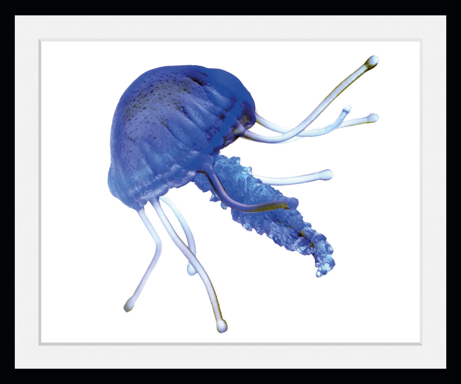 queence Bild »Lars« Kunst   Meer   Wassertiere 1 Stk. tlg. HD Premium Poste günstig online kaufen