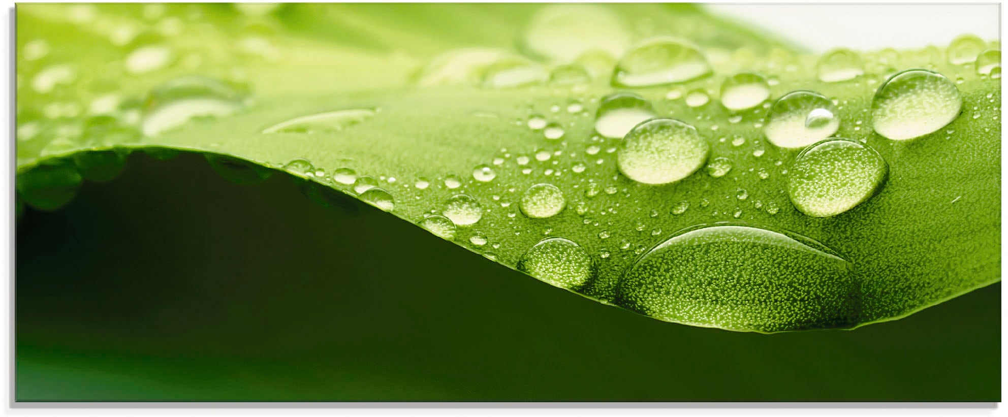 Artland Glasbild »Blatt« Zen 1 Stk. tlg. in verschiedenen Größen günstig online kaufen